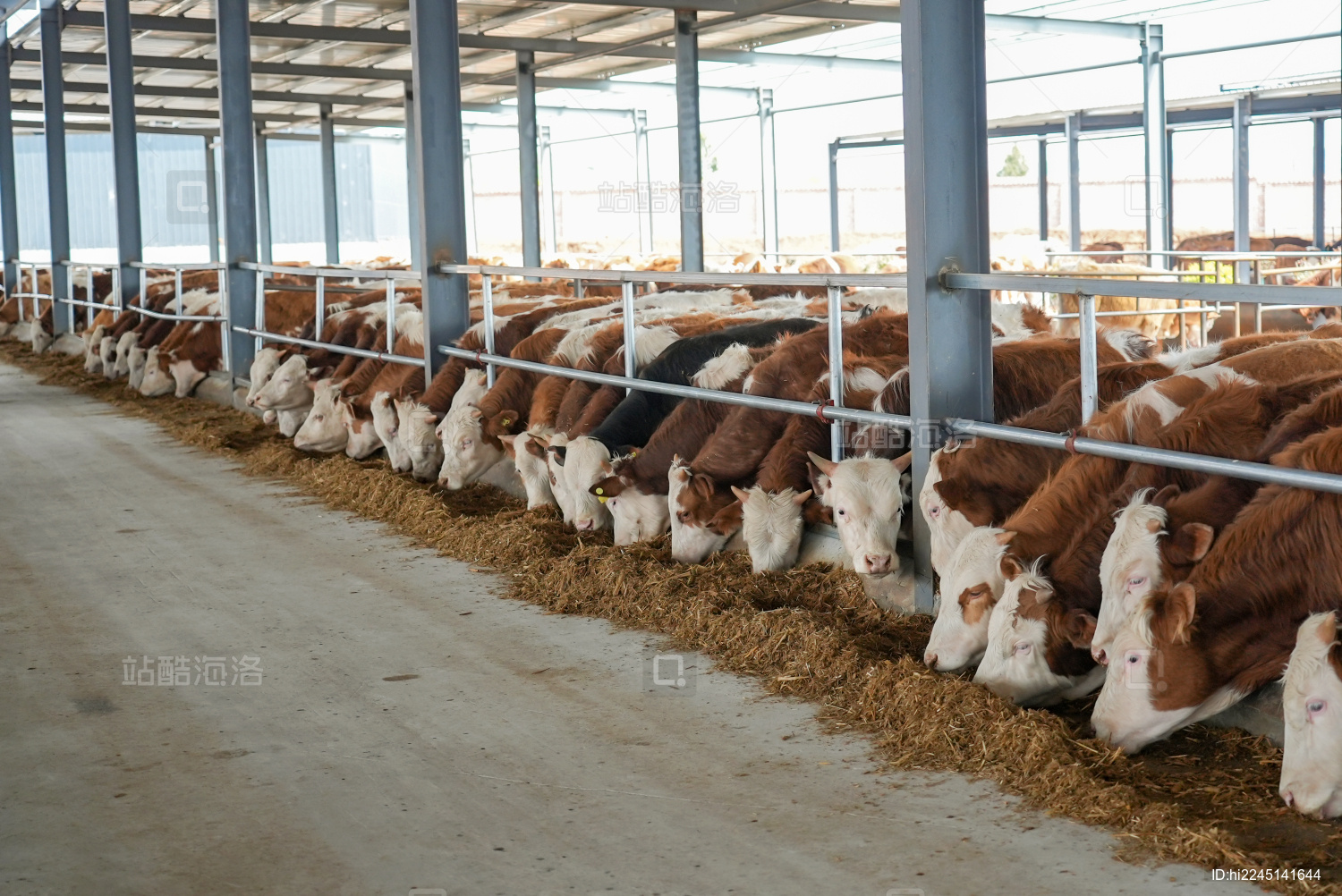 现代农场肉牛养殖农业畜牧动物饲养牛肉
